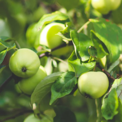 Apple Breeze Gold Travel Candle 4 oz. - Ardor Bin