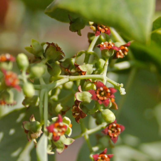 Rustic Dawn Gold Travel Candle 4 oz. - Ardor Bin