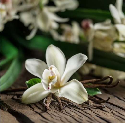 Tobacco Sunrise Scented Candle 12 oz. - Ardor Bin