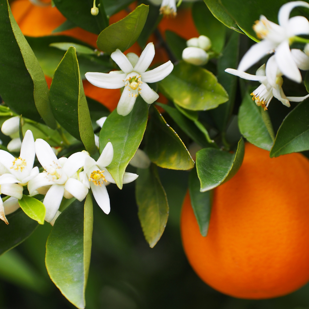 Mandarin Rush Gold Travel Candle 4 oz. - Ardor Bin