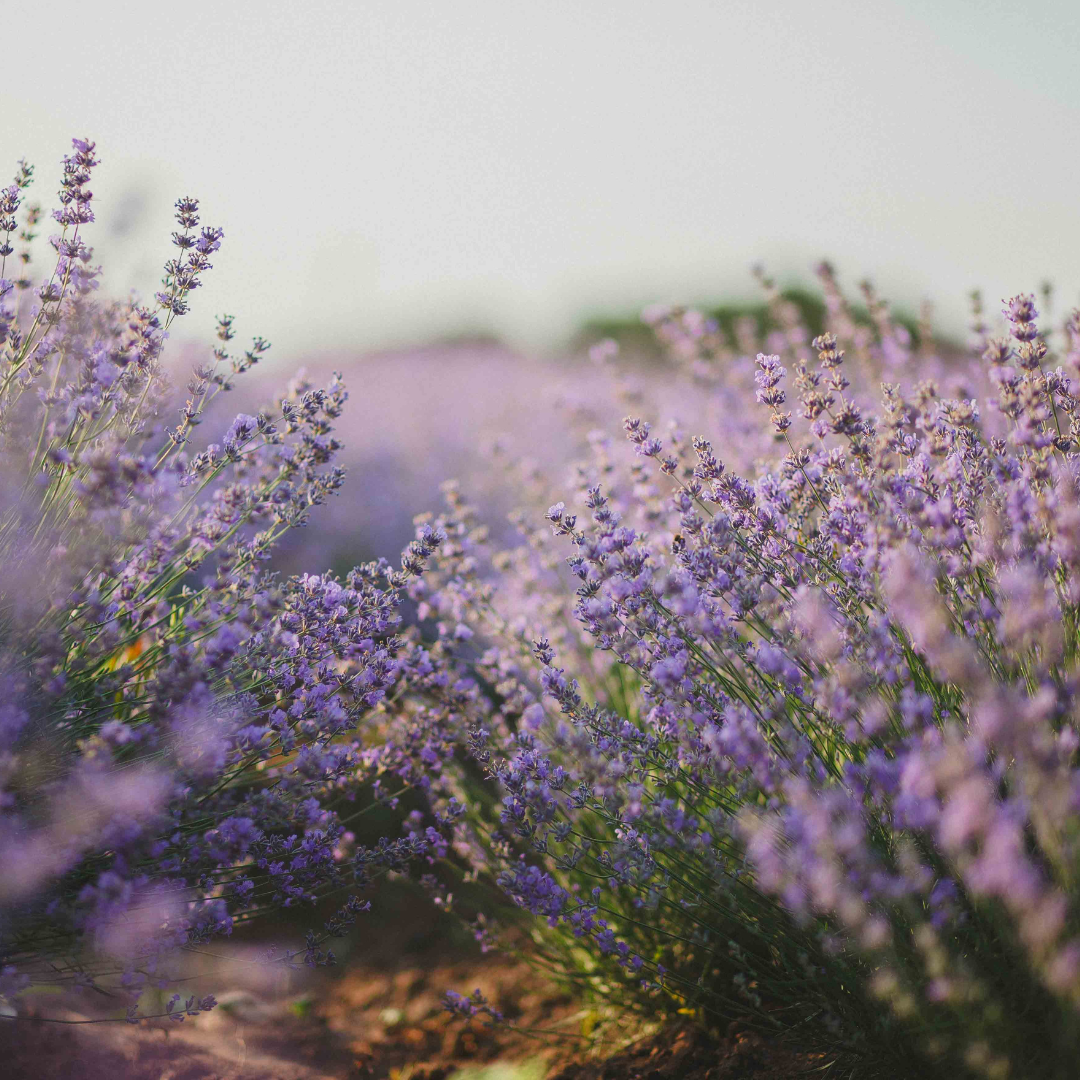Lavender Moon Scented Candle 12 oz. - Ardor Bin
