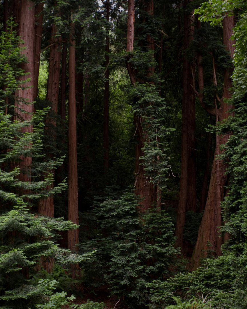 Botanic Forest Scented Candle 12 oz. (NEW) - Ardor Bin