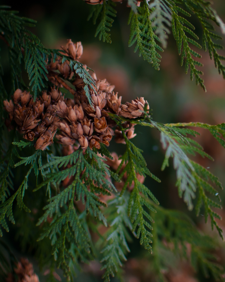 Citrus Gale Scented Candle 12 oz. - Ardor Bin