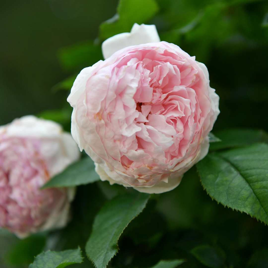 Bloom Gold Travel Candle 4 oz. - Ardor Bin