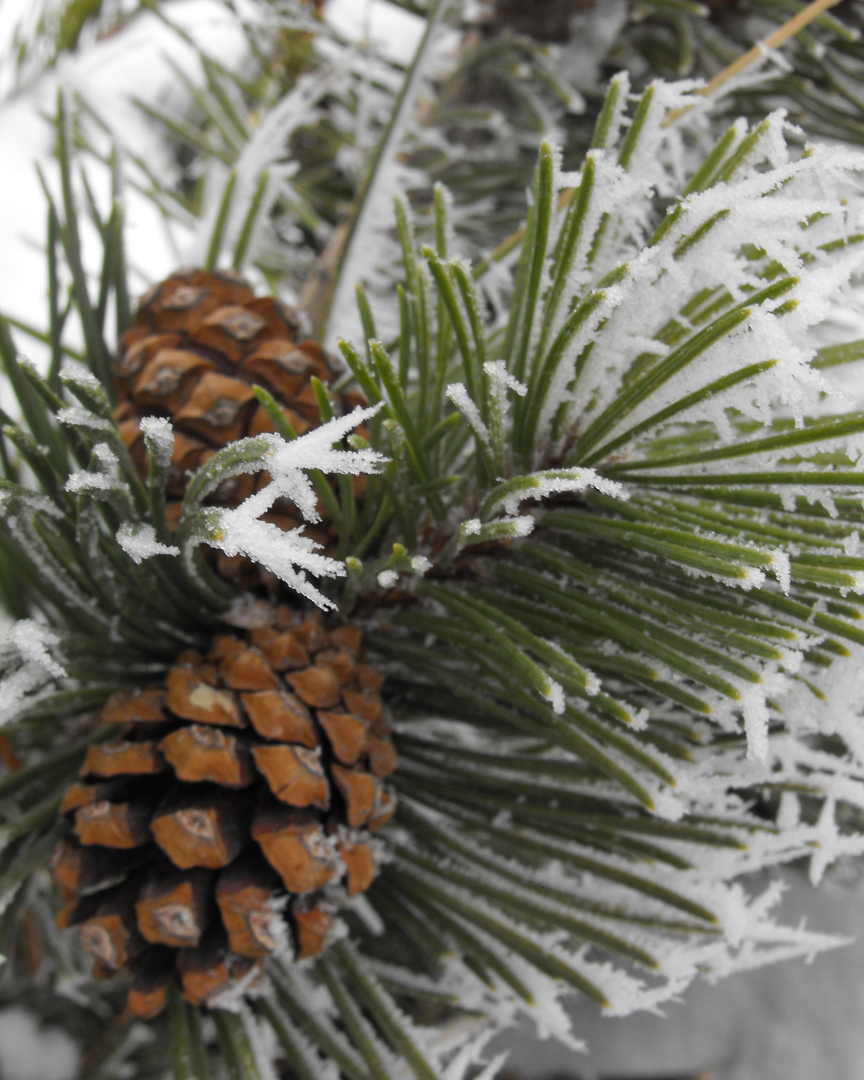 Winter Sap + Fir Wood Wick Candle 12 oz. (Limited Edition Winter Scent)
