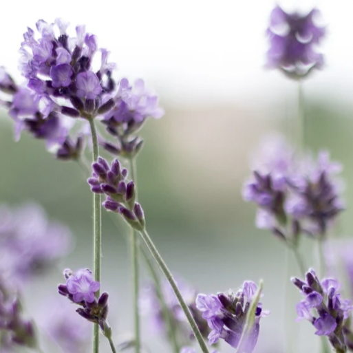 Lavender Moon Scented Candle - Ardor Bin