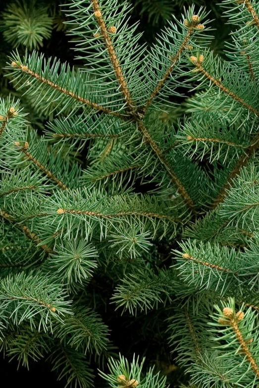 Woodfire + Spruce Wood Wick Candle 12 oz. (Limited Edition Winter Candle) - Ardor Bin