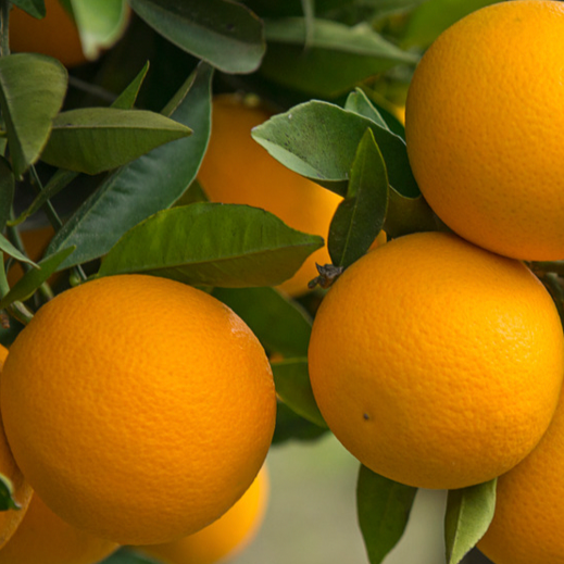 Citrus Gale Scented Candle 12 oz. - Ardor Bin