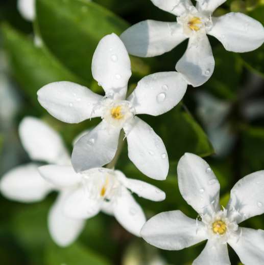 Jasmine Blossom Scented Candle 12 oz. - Ardor Bin
