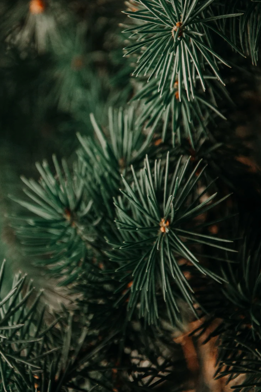 Winter Sap + Fir Wood Wick Candle 12 oz. (Limited Edition Winter Scent) - Ardor Bin